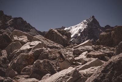 褐色的鸟在冰雪覆盖附近的棕色岩石山白天
